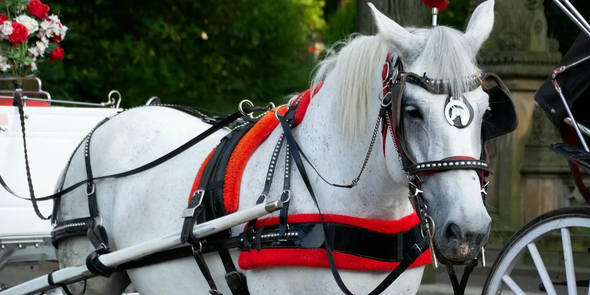 Horse and Carriage Rental, Other Services Horse and Carriage Rental, Other Services